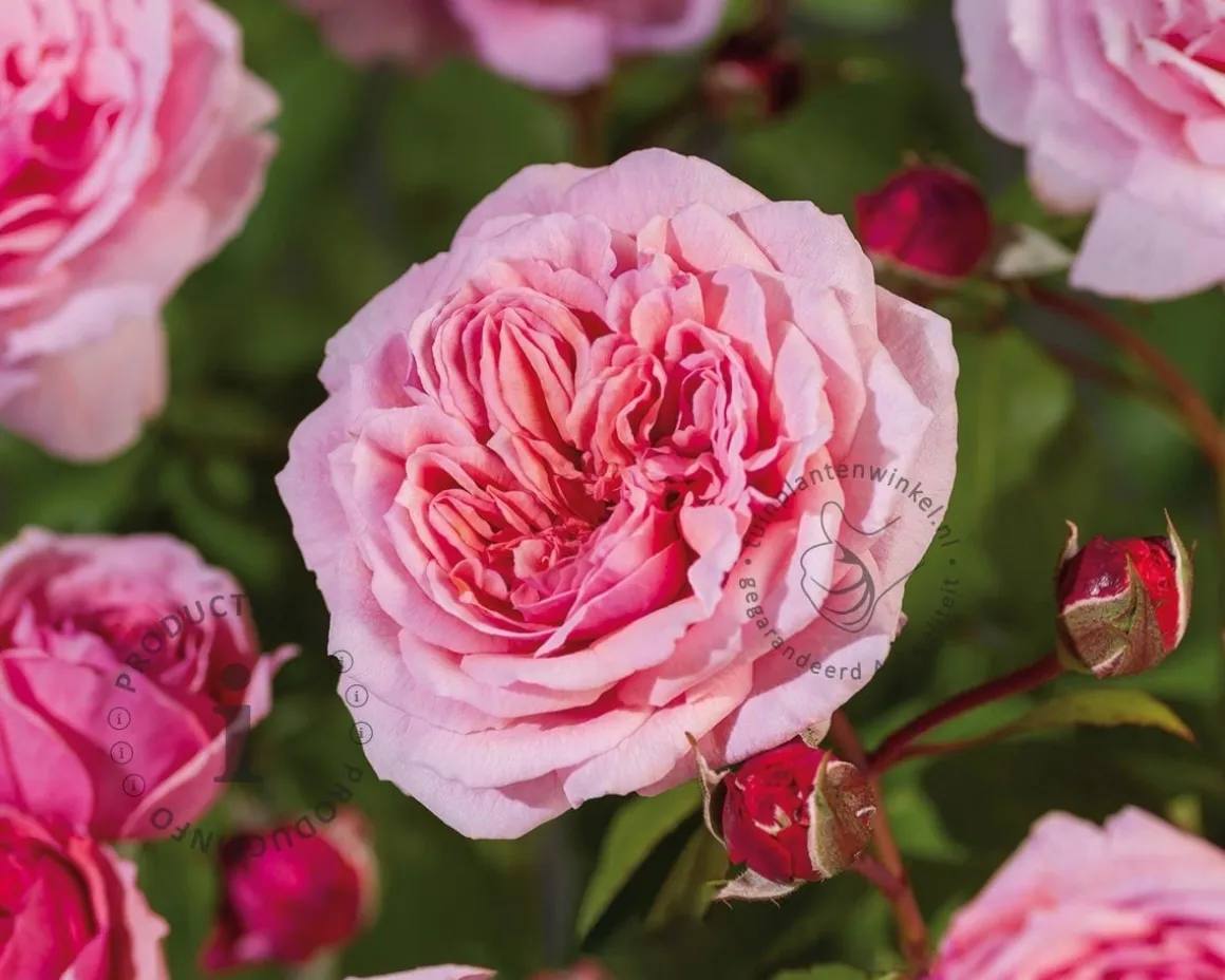 Rosa 'Eeuwige Passie'