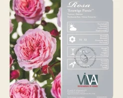 Rosa 'Eeuwige Passie' op stam