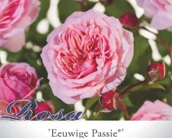 Rosa 'Eeuwige Passie' op stam