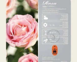 Rosa 'Elle'