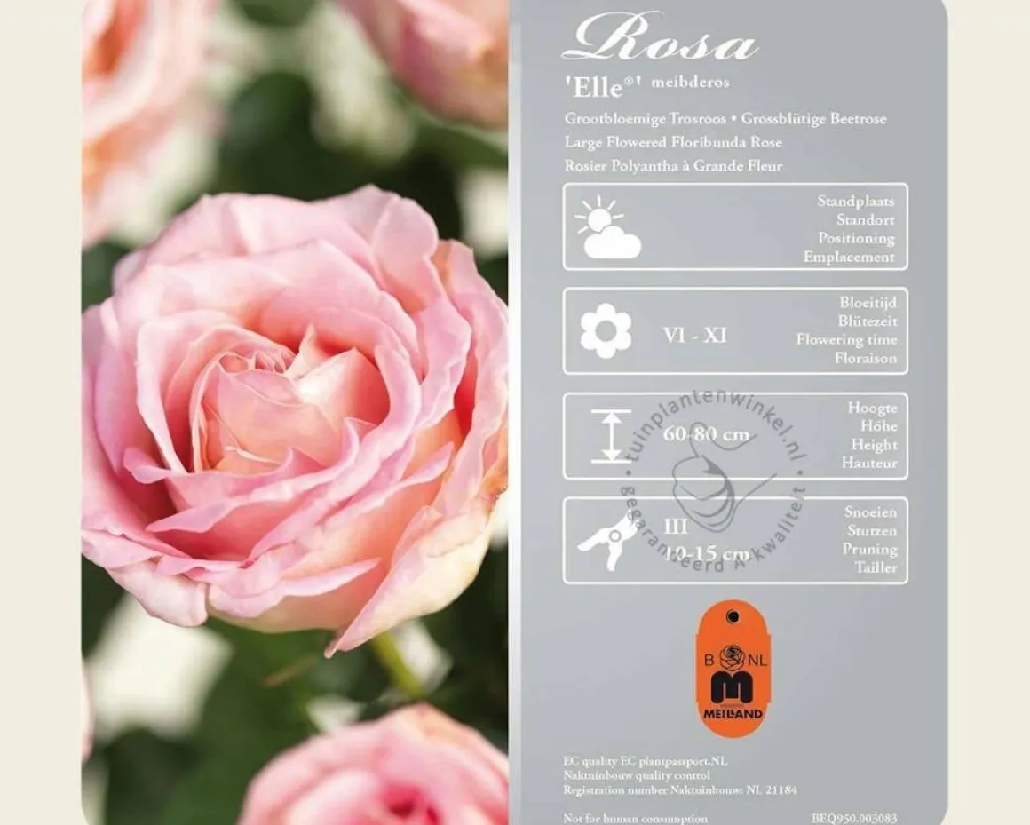 Rosa 'Elle'