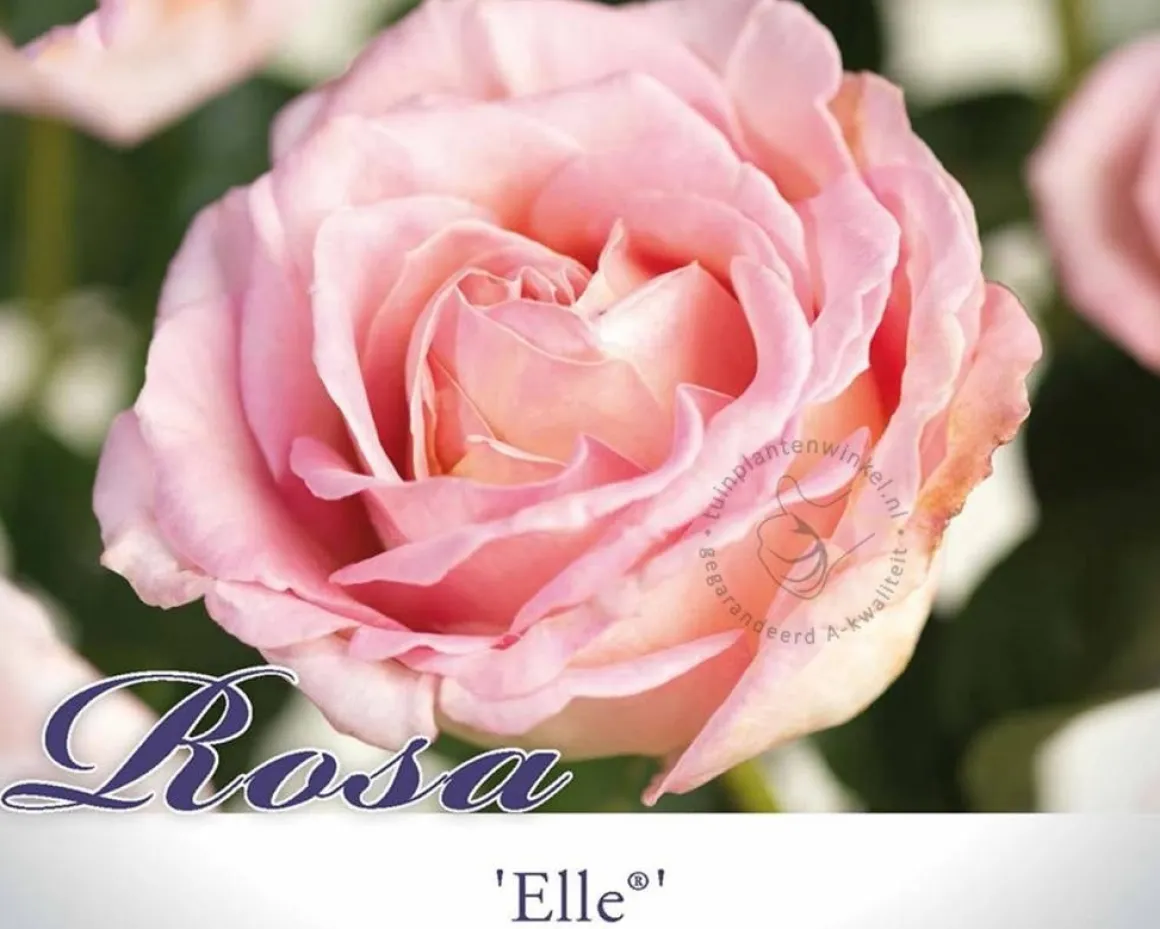 Rosa 'Elle'