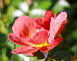 Rosa 'Espresso'