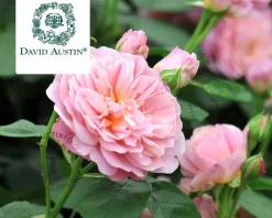 Rosa 'Eustacia Vye'