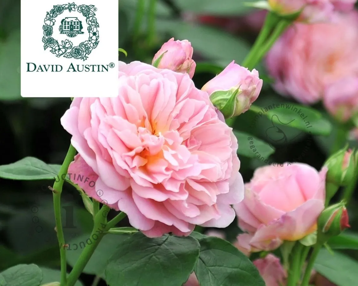 Rosa 'Eustacia Vye'