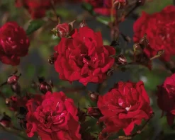 Rosa 'Fairy Queen' - op stam
