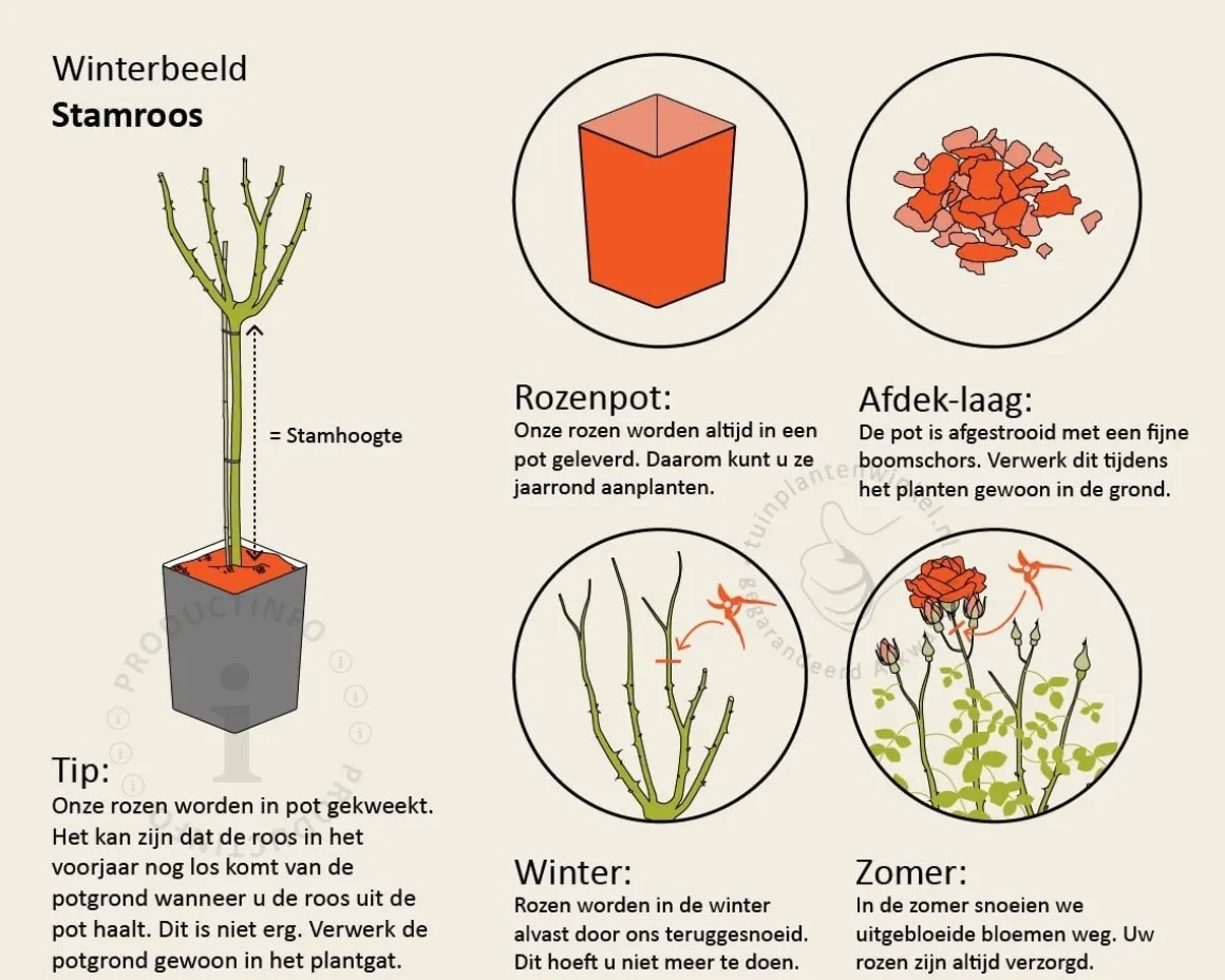 Rosa 'Fairy Queen' - op stam