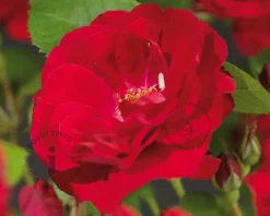 Rosa 'Flammentanz'