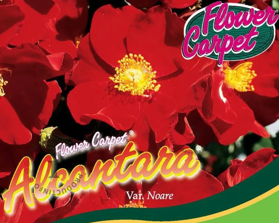 Rosa Flower Carpet 'Alcantara'