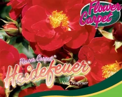 Rosa Flower Carpet 'Heidefeuer' - op stam