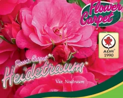 Rosa Flower Carpet 'Heidetraum' - op stam
