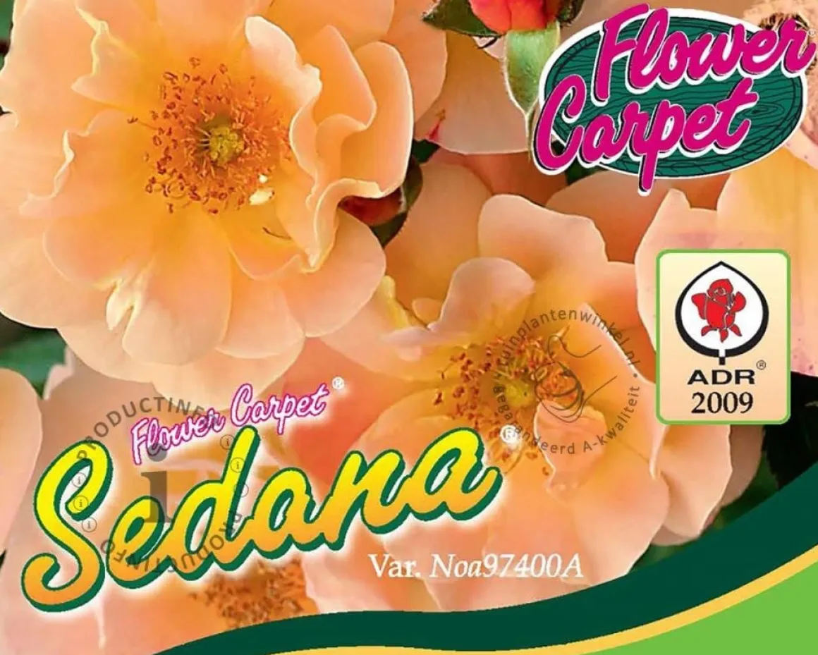 Rosa Flower Carpet 'Sedana'