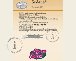 Rosa Flower Carpet 'Sedana' - op stam