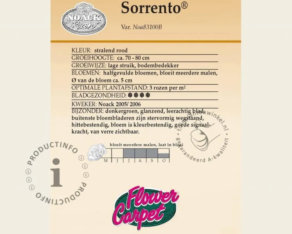 Rosa Flower Carpet 'Sorrento' - op stam