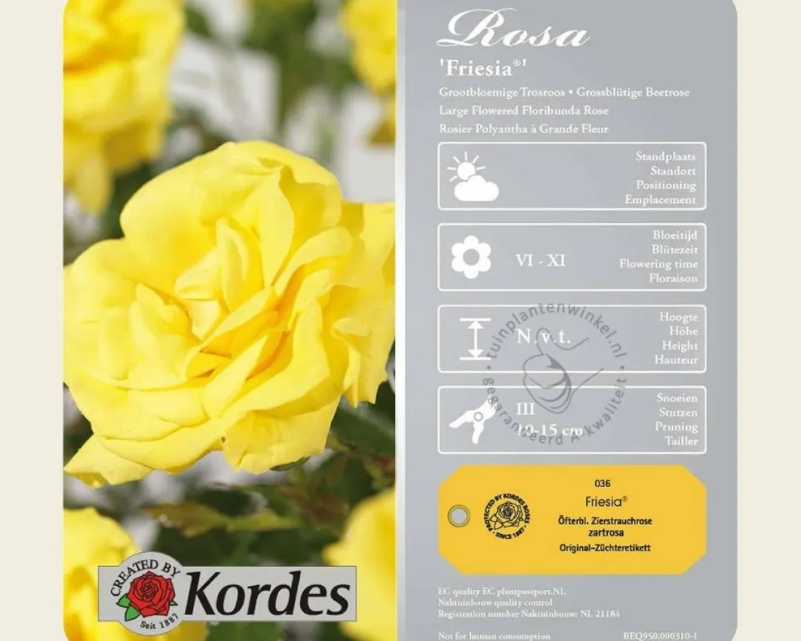 Rosa 'Friesia' - op stam