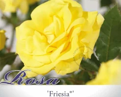 Rosa 'Friesia' - op stam