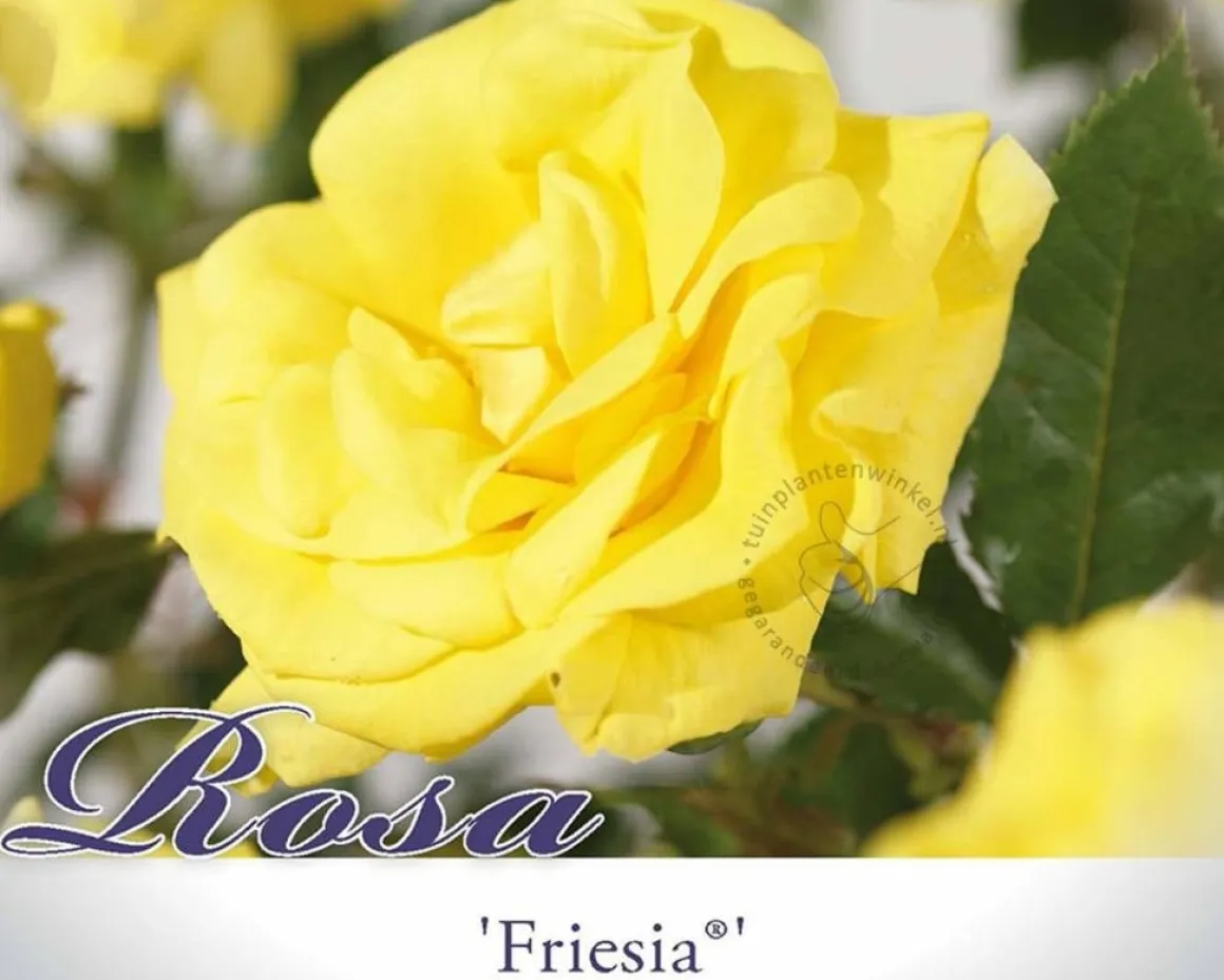 Rosa 'Friesia' - op stam