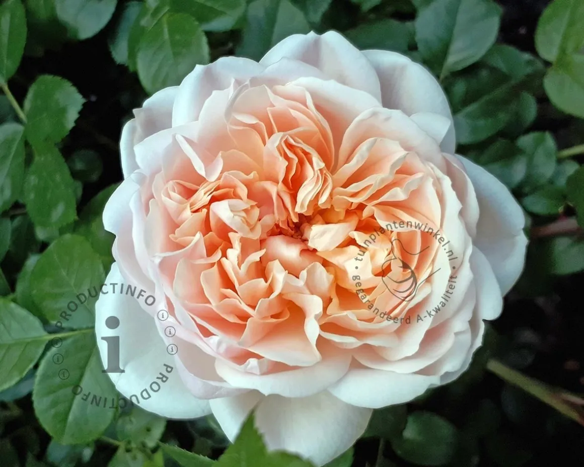 Rosa 'Garden of Roses' - op stam