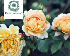 Rosa 'Golden Celebration'