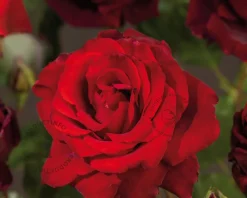 Rosa 'Graaf Lennart'