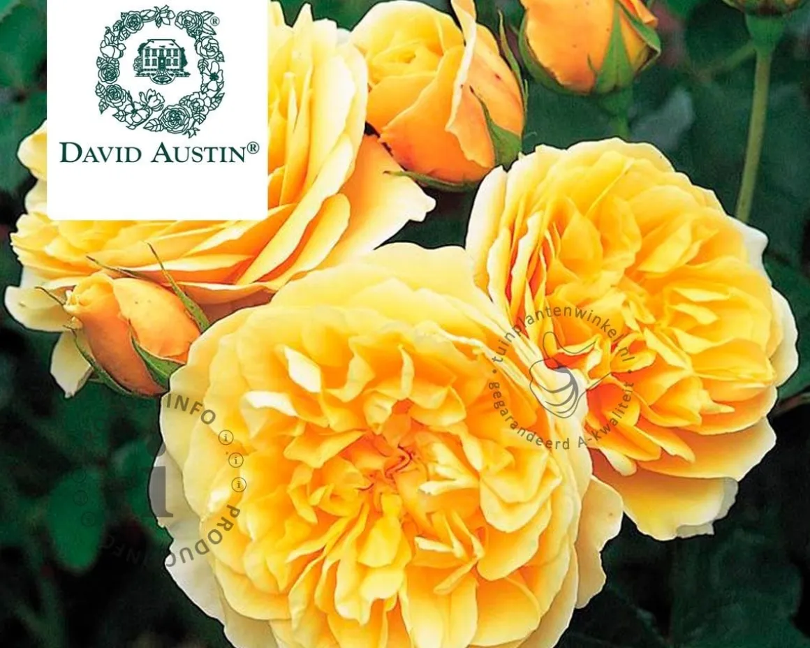 Rosa 'Graham Thomas'
