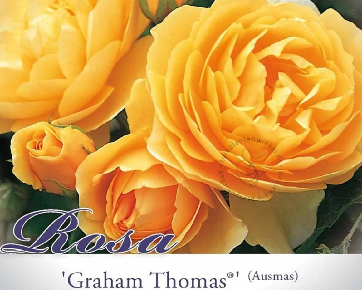 Rosa 'Graham Thomas' - op stam
