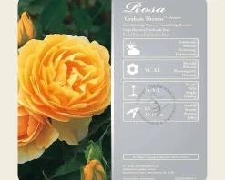 Rosa 'Graham Thomas' - op stam