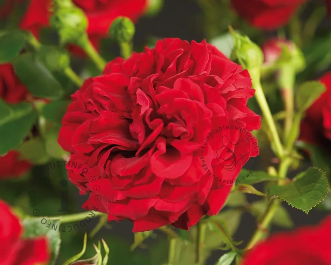 Rosa 'Grand Award'