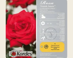 Rosa 'Grande Amore'