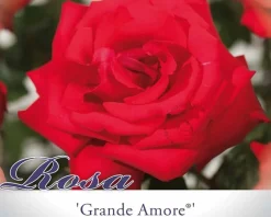 Rosa 'Grande Amore'
