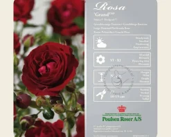 Rosa 'Grand Palace' - op stam