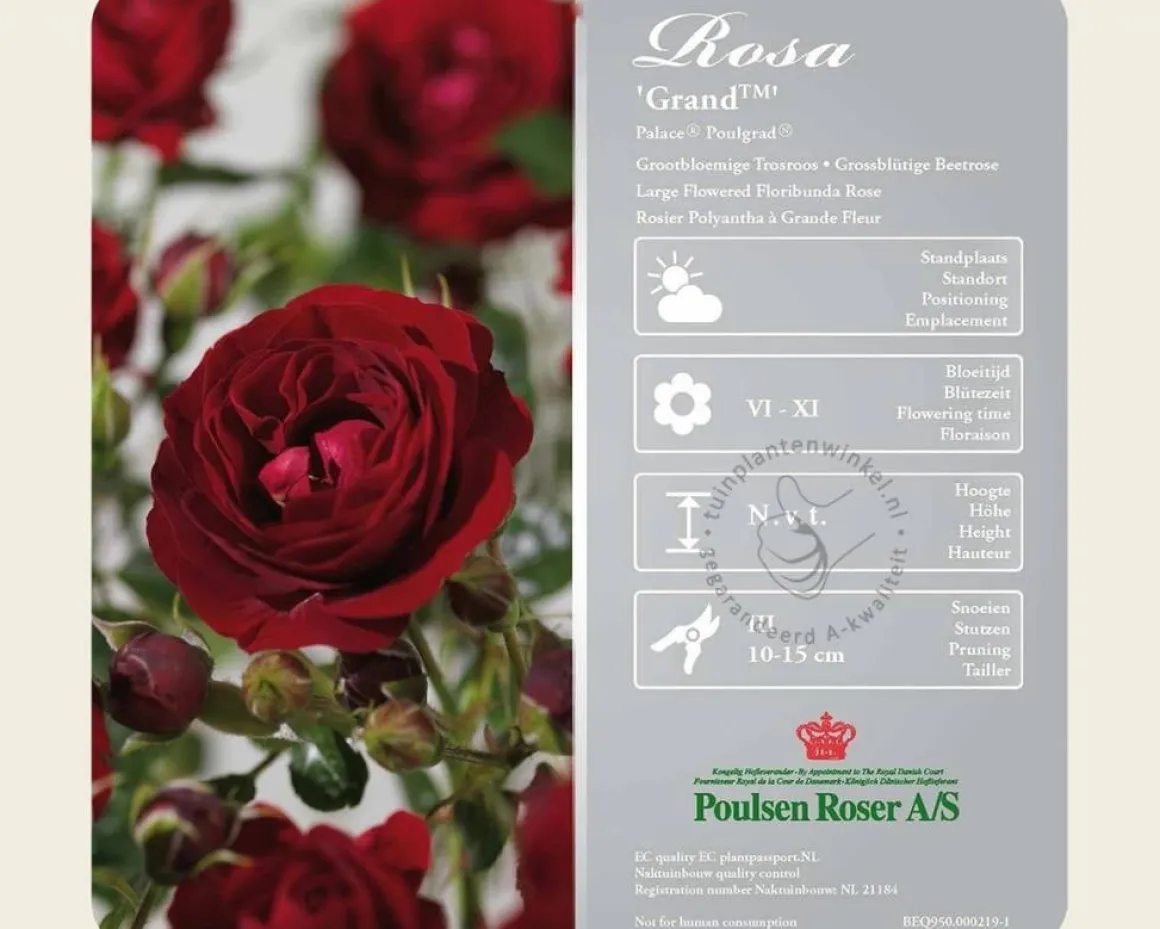 Rosa 'Grand Palace' - op stam