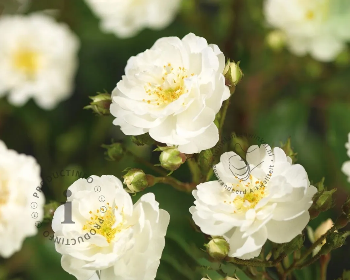 Rosa 'Guirlande d'Amour' - op stam