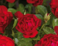 Rosa 'Hansaland'