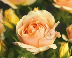 Rosa 'Hansestadt Rostock'