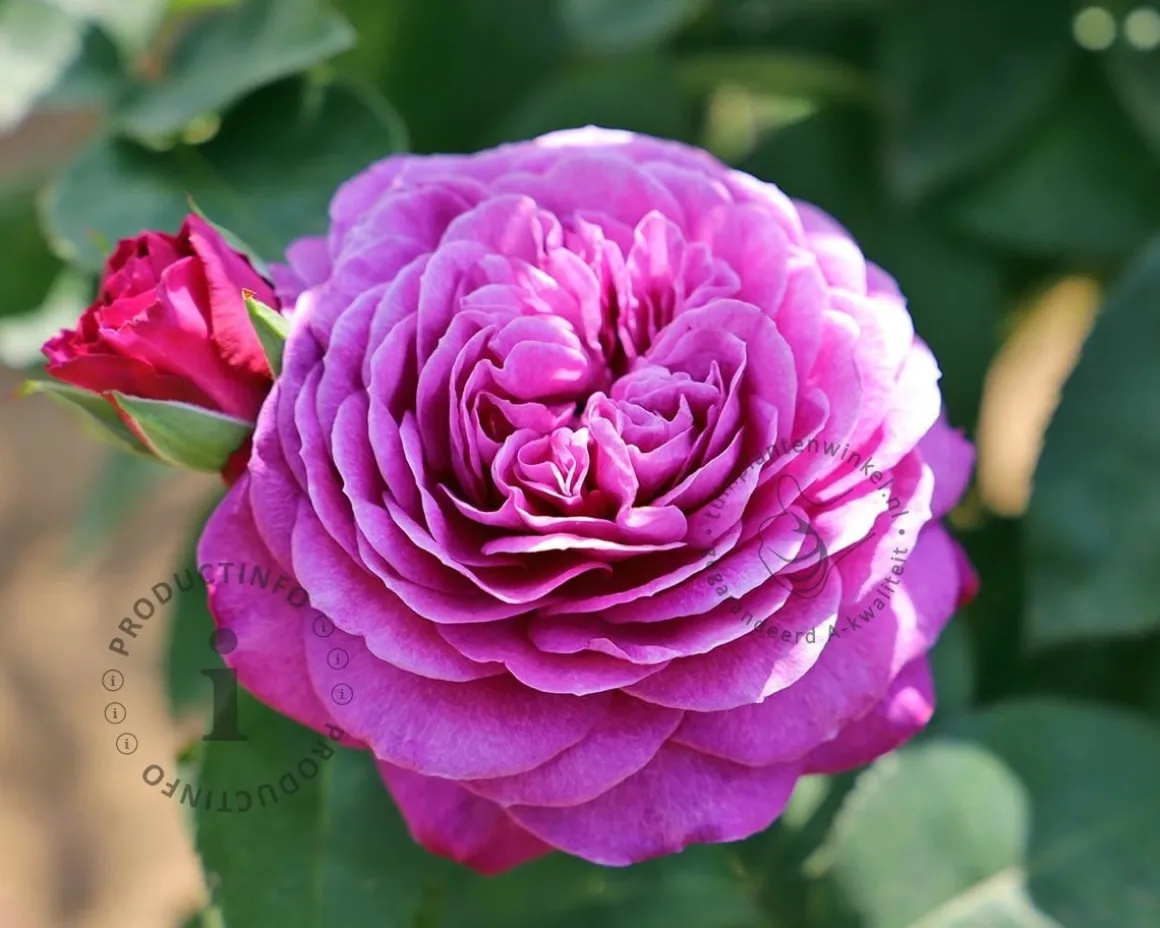 Rosa 'Heidi Klum Rose'