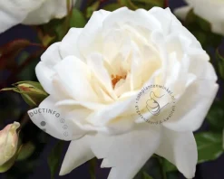Rosa 'Helga' - op stam