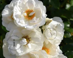 Rosa 'Hella'
