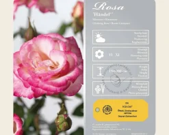 Rosa 'Händel'