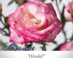 Rosa 'Händel'