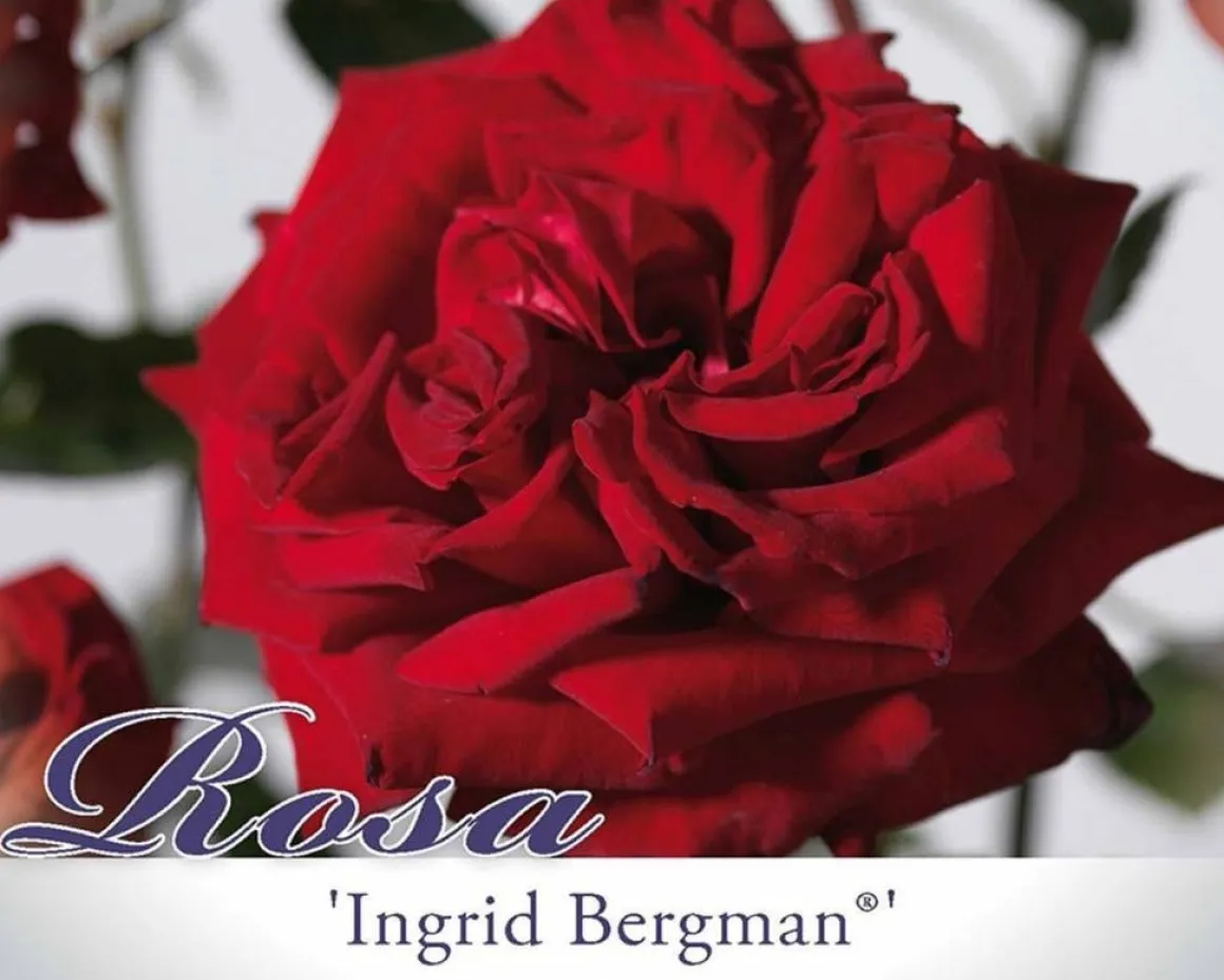 Rosa 'Ingrid Bergman'