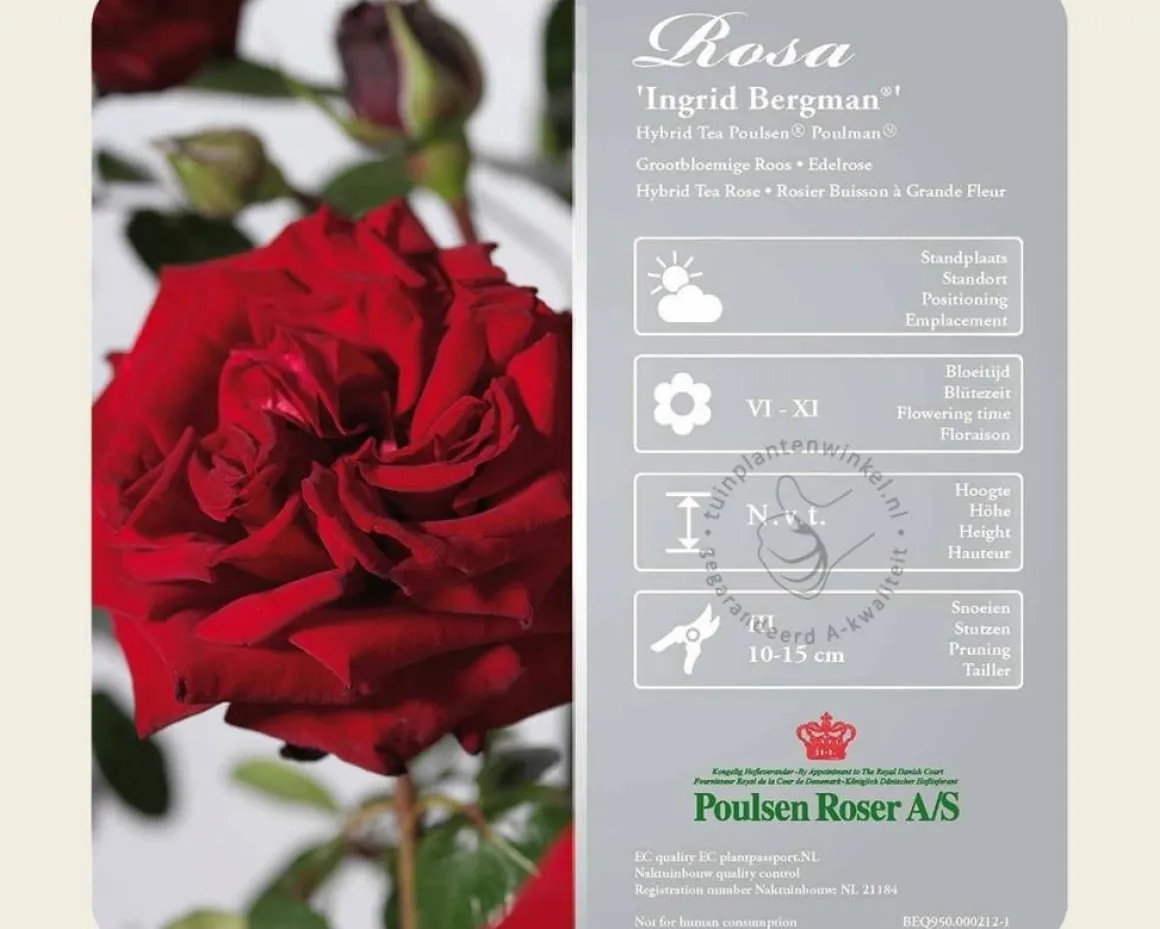 Rosa 'Ingrid Bergman' - op stam