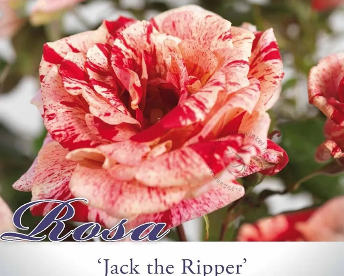 Rosa 'Jack the Ripper'