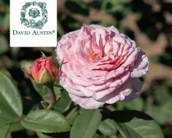 Rosa 'James Galway'