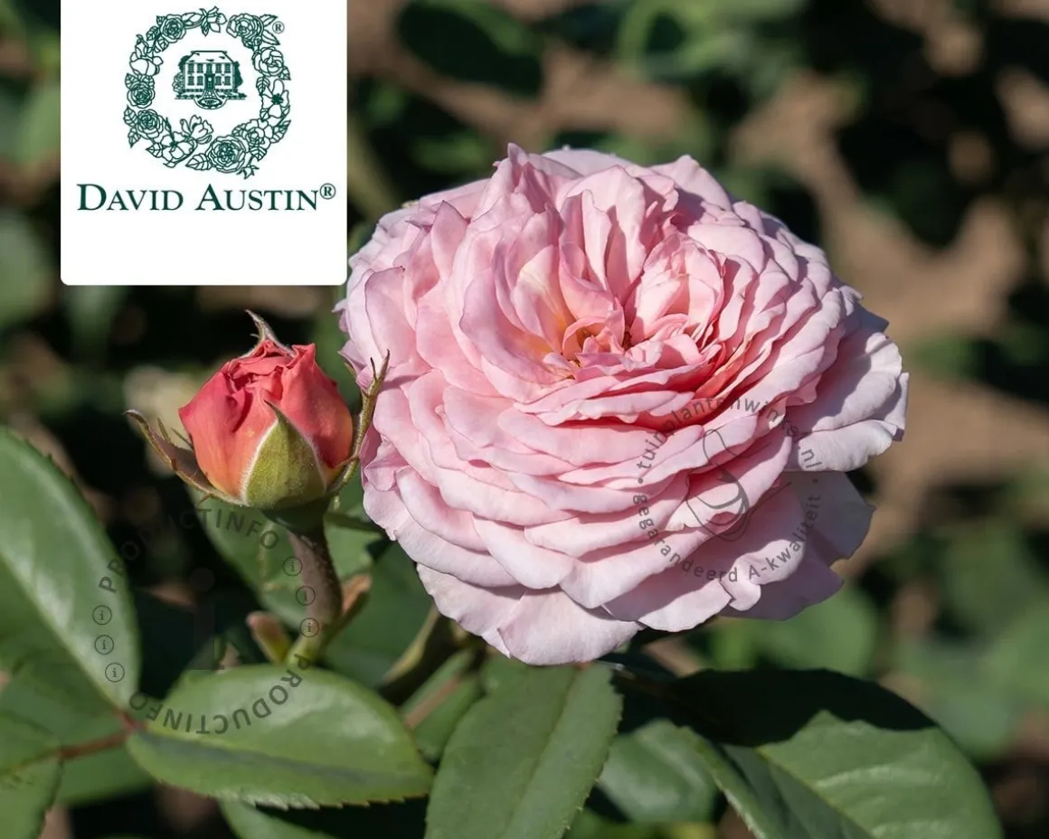 Rosa 'James Galway'