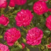 Rosa 'Knirps'