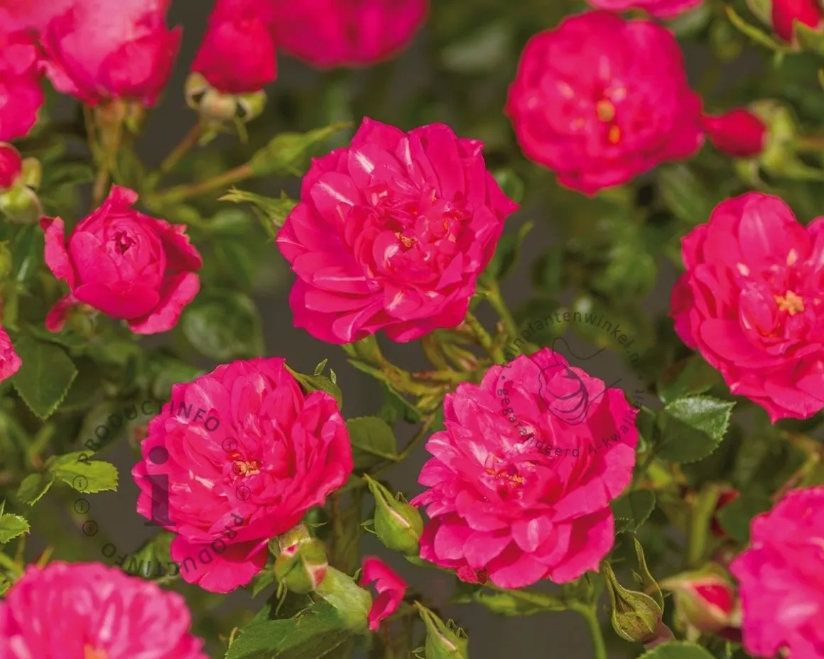 Rosa 'Knirps'