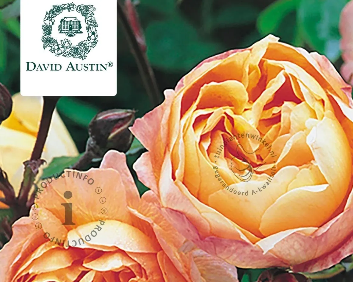 Rosa 'Lady Emma Hamilton' - op stam