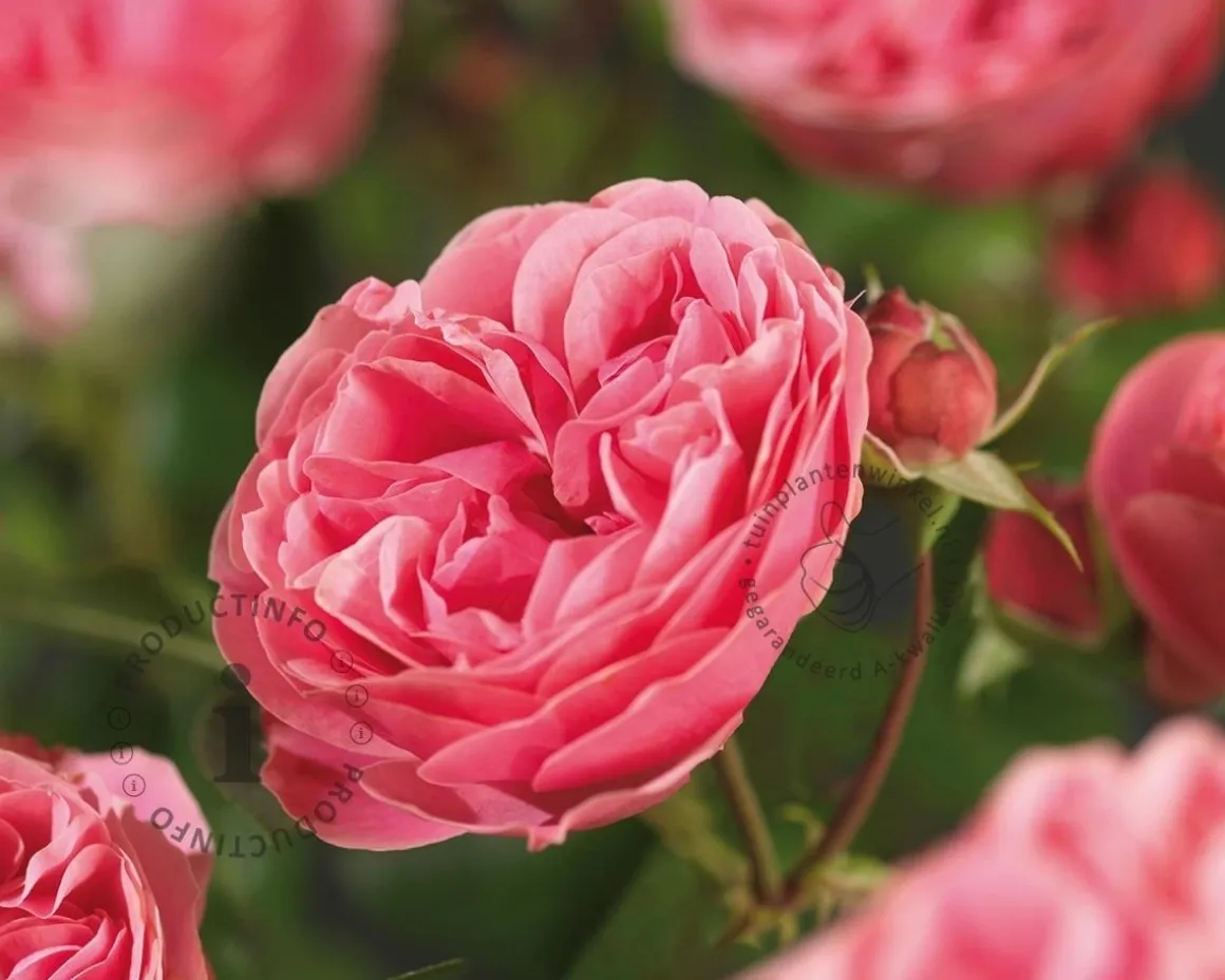 Rosa 'Leonardo da Vinci'