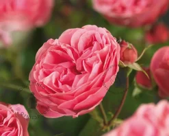 Rosa 'Leonardo da Vinci' - op stam